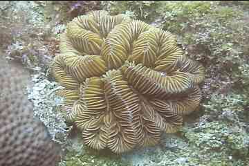 Brazilian Rose coral