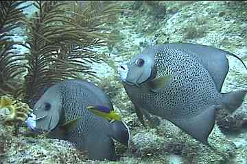 Two Gray Angel fish getting cleaned
