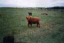 This is a cow (Info for city slickers...)