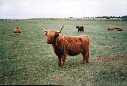 This is the same cow